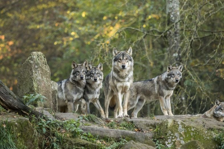 Parc animalier de Sainte-Croix