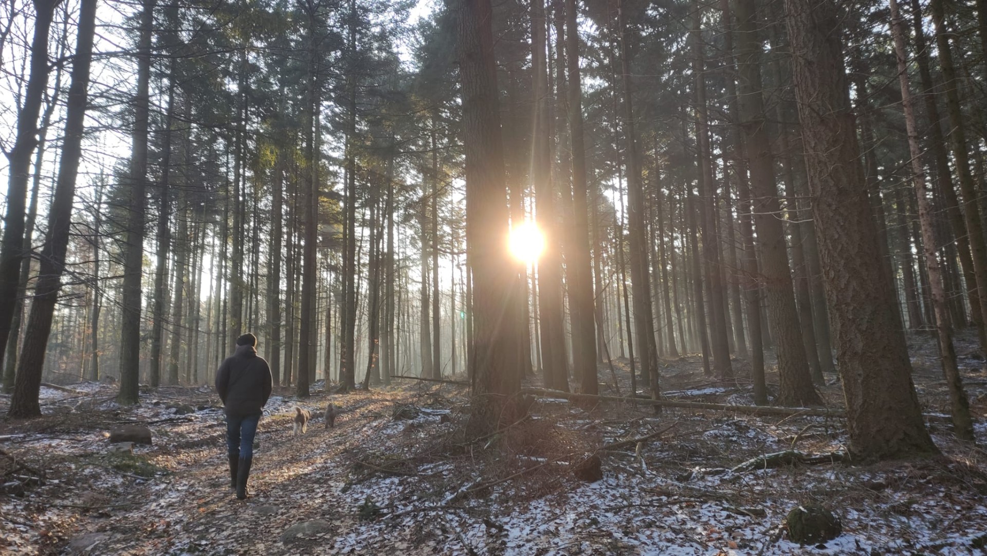 Promenade hivernale dans la forêt environnante